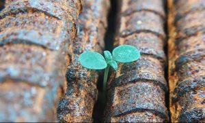 Resilience and Adaptability